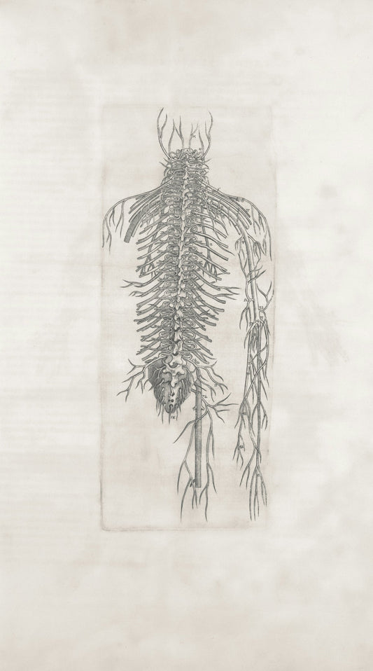 An anatomical drawing of the human nervous system